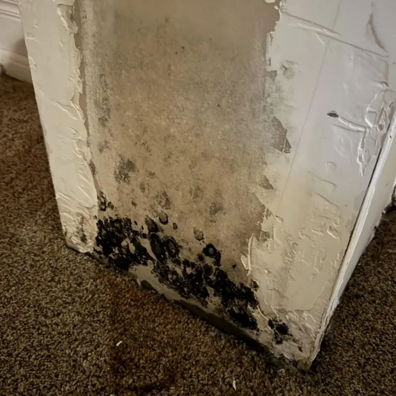 Professional Mold Removal in Benson, AZ